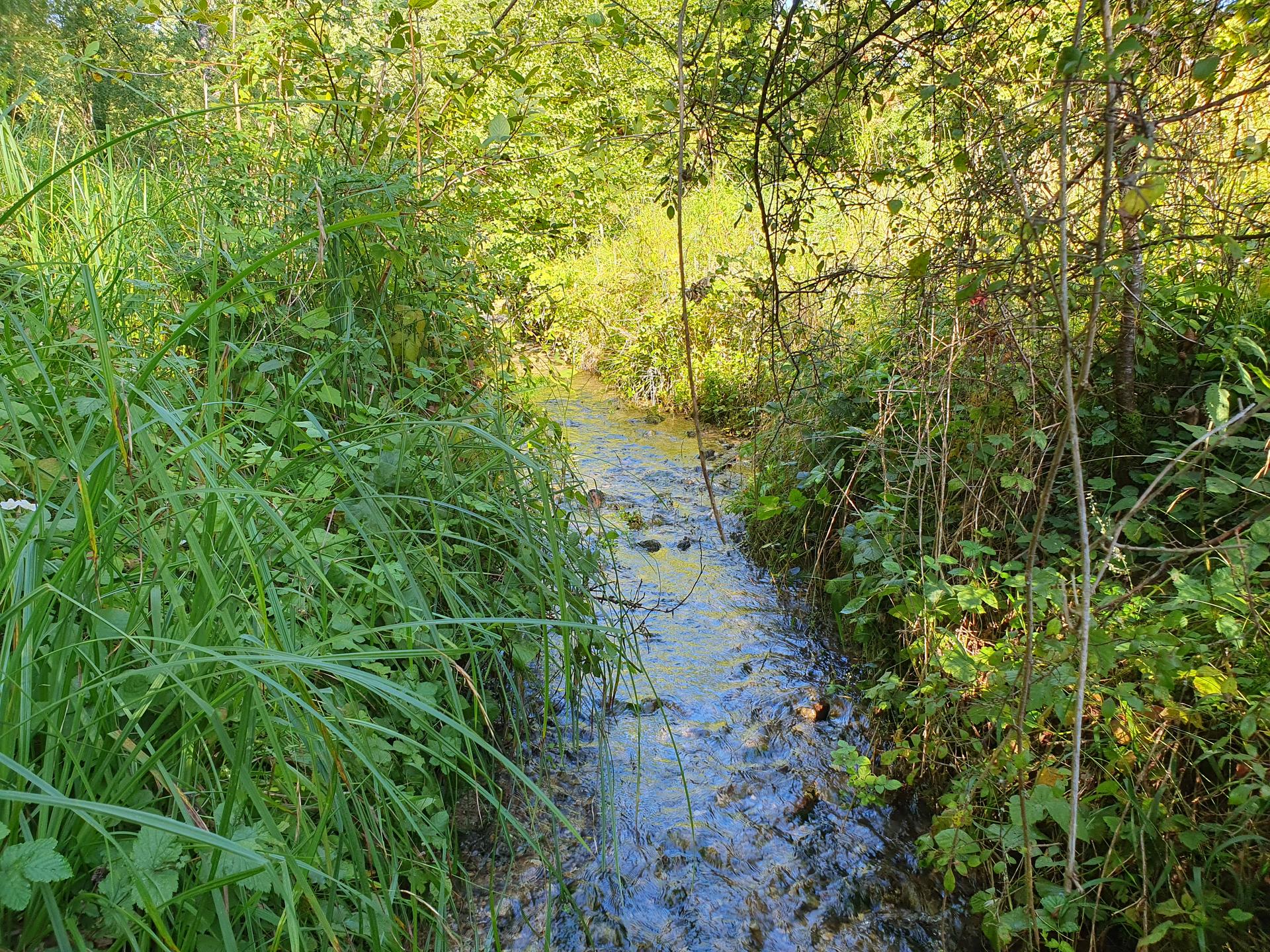 Rivière du Dragon Fédération de la pêche de SeineetMarne