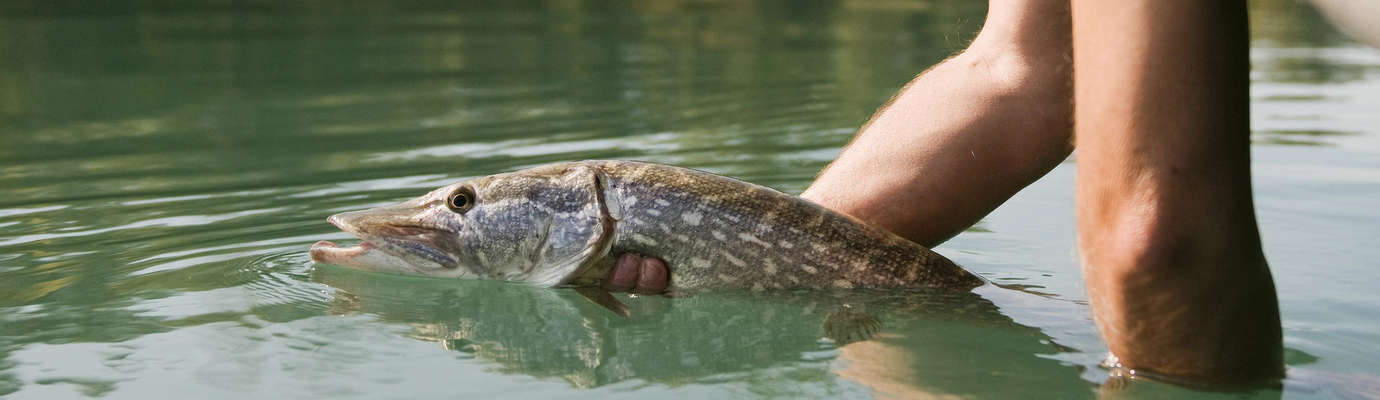 Modes de pêche autorisés - Fédération de la pêche de Seine-et-Marne