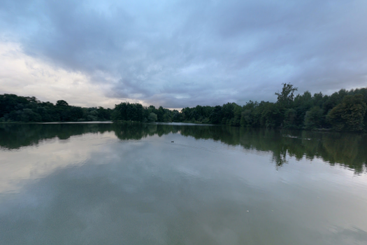 Présence de cyanobactéries