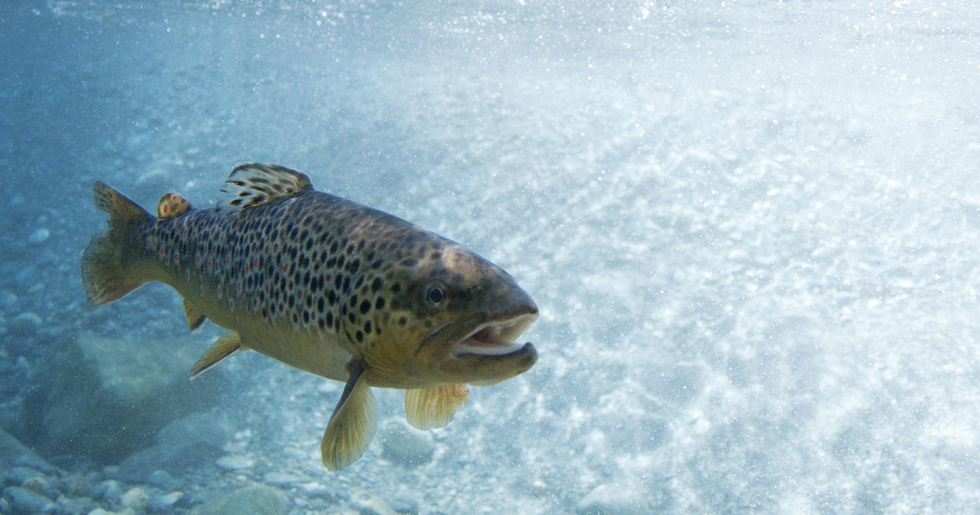 Truite Federation De La Peche De Seine Et Marne