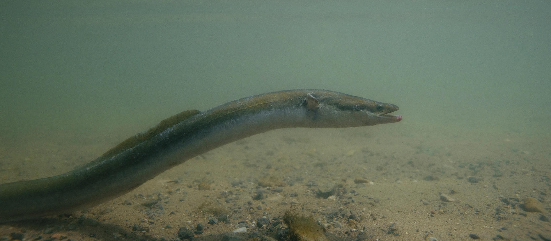 Anguille Fédération de la pêche de SeineetMarne