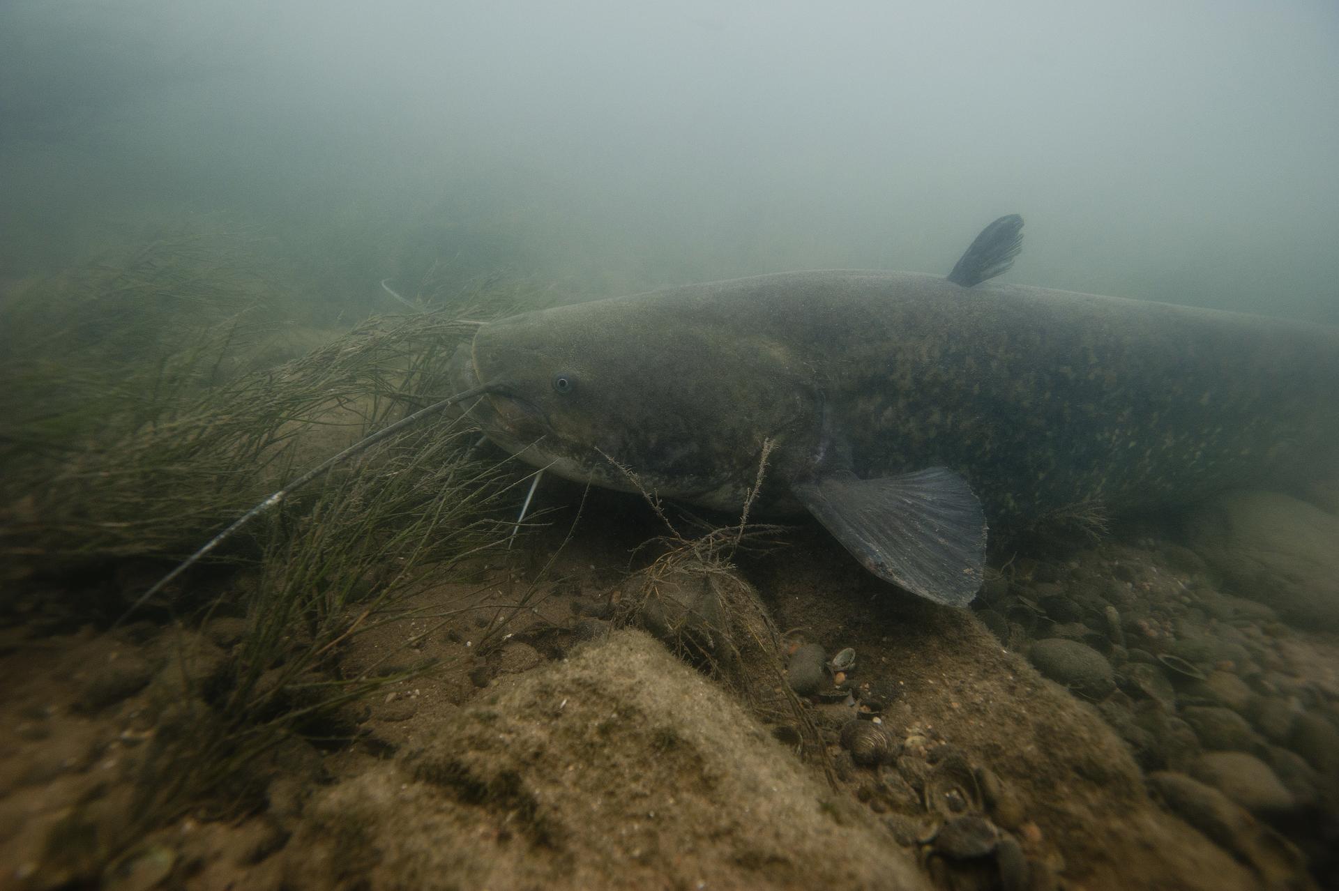 Le Silure Fédération de la pêche de SeineetMarne