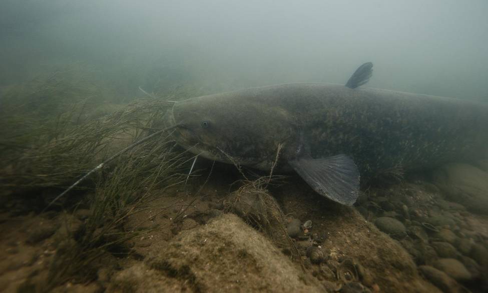 AVIS RELATIF AU PROJET DE DECRET CONCERNANT LE CLASSEMENT DU SILURE