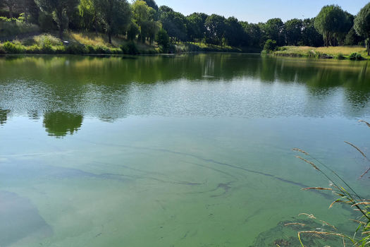 Information importante - attention aux cyanobactéries !