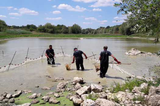 700 kg de poissons sauvés à l’étang du Pont Brossard
