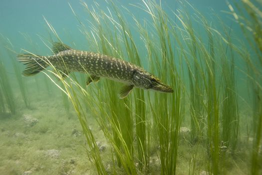 Inventaires piscicoles sur les Réserves naturelles régionales de l’AEV