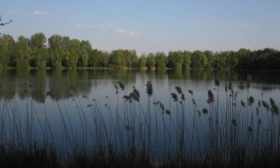 travaux d’abattage