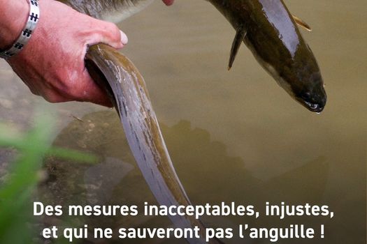 ACTU FNPF : Des mesures inacceptables, injustes et qui ne sauveront pas les anguilles !