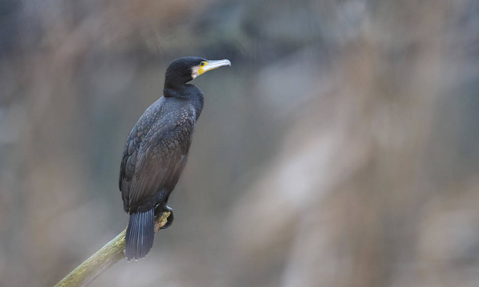 Régulation du grand cormoran