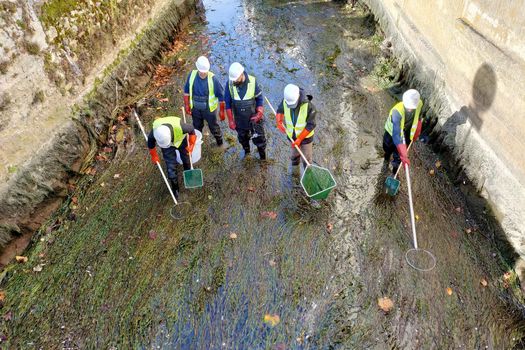 Pêches de sauvegarde lors de la mise en eaux basses des brassets du Grand Morin à Crécy-la-Chapelle