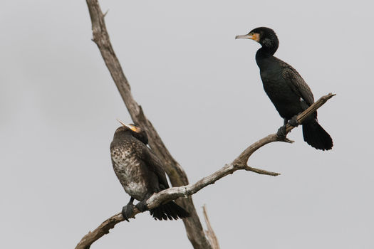 Régulation du cormoran : participez à la consultation publique.
