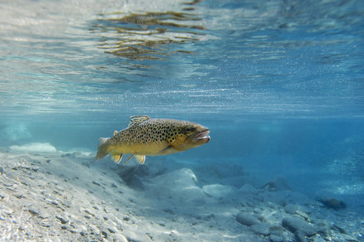 Fermeture de la pêche en 1ère catégorie